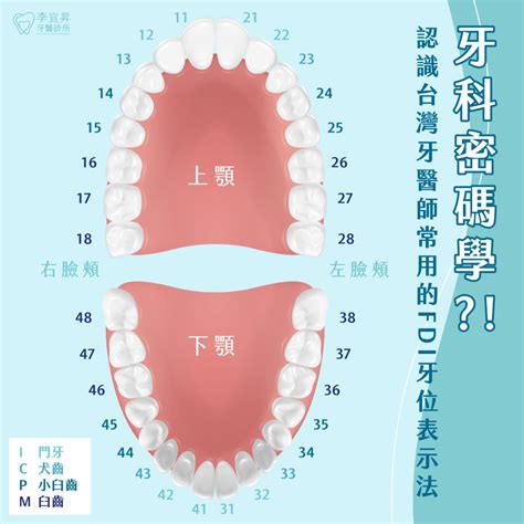 牙齒數量命運